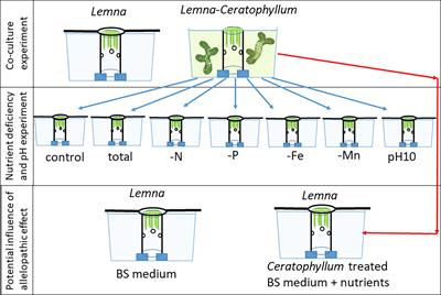 Disentangling the mechanisms sustaining a stable state of submerged macrophyte dominance against free-floating competitors